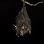 Great Woolly Horseshoe Bat