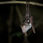 Diadem Leaf-nosed Bat