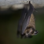 Dusky Leaf-nosed Bat