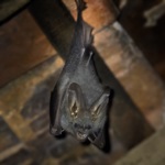 Lesser False Vampire Bat