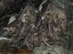 Fraternal Fruit-eating Bat