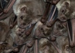 Fraternal Fruit-eating Bat