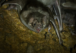 Vampire Bat