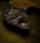 Hairy-legged Vampire Bat