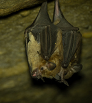 Seba's Short-tailed Bat