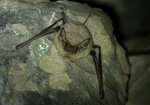 Black-bearded Tomb Bat