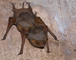 Naked-rumped Tomb Bat
