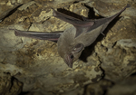 Arabian Sheath-tailed Bat