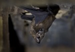 Lesser Sheath-tailed Bat