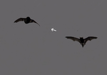 Socotran Pipistrelle