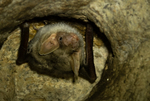 Greater Mouse-eared Bat