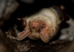 Greater Mouse-eared Bat