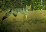 Azara's Fox
