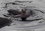 Eurasian Otter