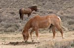 Domestic Horse (Mustang)