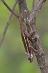 Kenyan High-casqued Chameleon