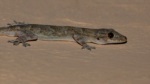 Flathead Leaf-toed Gecko
