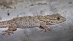 Common Wall Gecko
