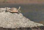 Yellow-bellied Tent Turtle (Indian Tent Turtle)