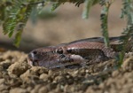 Indian Python (Asian Rock Python)