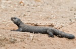 Duméril's Fringe-fingered Lizard (Sudan Mastigure)