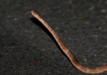 Alishan Slug Eater (Formosa Slug Snake)
