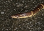 Ryukyu Mountain Wolf Snake