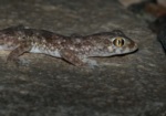 Elegant gecko