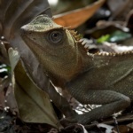 Malayan Mountain Horned Agamid