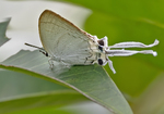 Common Imperial