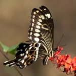 Central Emperor Swallowtail