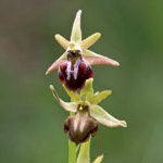 Early Spider-orchid