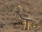 Eurasian Stone-curlew