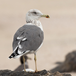 Steppe Gull (Lesser Black-backed Gull)