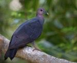 Japanese Wood Pigeon