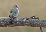 Emerald-spotted Wood Dove