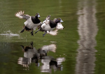 Tufted Duck