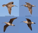Hudsonian Whimbrel vs. Bristle-thighed Curlew comparation