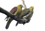 White-bellied Green Pigeon