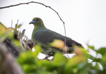 Ryukyu Green Pigeon