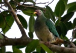 Jambu Fruit Dove
