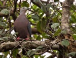 Chestnut-bellied Imperial Pigeon