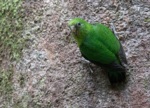 Finsch's Pygmy Parrot