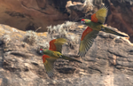 Red-fronted Macaw