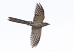 Pacific Long-tailed Cuckoo