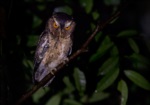 Javan Scops Owl