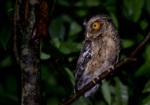 Javan Scops Owl
