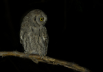 Arabian Scops Owl