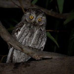 Cyprus Scops Owl