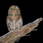 Lanyu Scops Owl